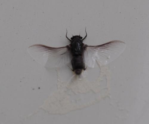Réf. 229 852 : Caenis sp.